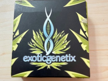 Venta: Bootylicious. - Exotic Genetix