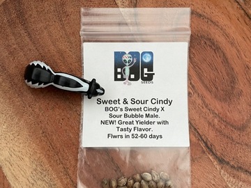 Selling: Sweet & Sour Cindy by BOG Seeds