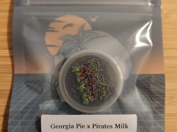 Sell: Tikimadman - Georgia Pie x Pirate Milk