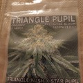 Sell: Mass Medical Strains - Triangle Pupil