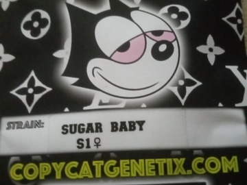 Selling: Sugar Baby - 10+ Fem