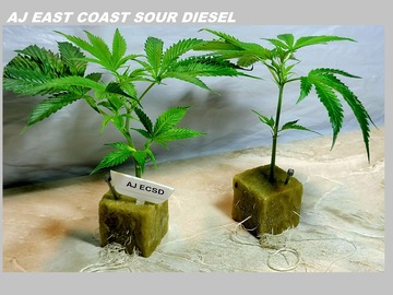 Selling: AJ's Sour Diesel aka ECSD (Chem D x MA Super Skunk) - PCG Cut