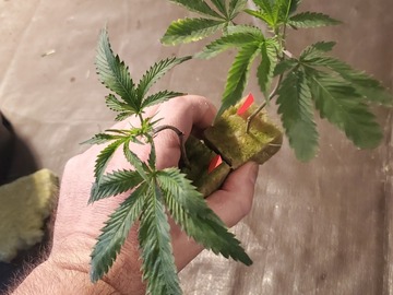Sell: Tropicana Cherry 8☆●☆•any 4 clones only $220•☆●☆