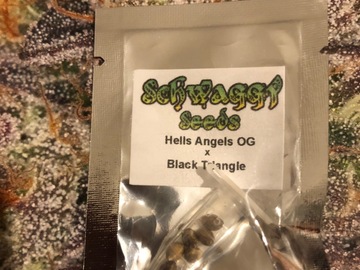 Selling: Schwaggy Seeds. Hells Angel OG. Regular pack of 10