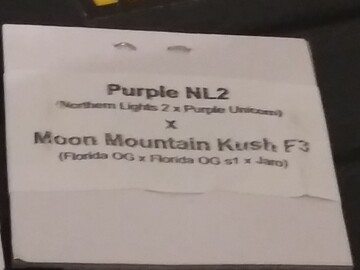 Selling: ([NL # 2 x Purple Unicorn] x Moon Mountain Kush F3) 20pk