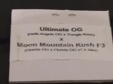 Selling: (Ultimate OG x Moon Mountain Kush F3) 20pk