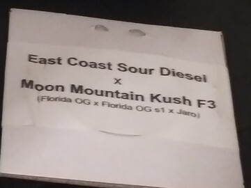 Selling: (East Coast Sour Diesel x Moon Mountain Kush F3) 20pk