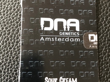 Venta: DNA GENETICS. Sour Cream. Regular pack of 13.