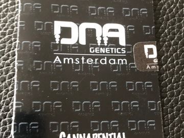 Vente: DNA GENETICS. Cannadential. Regular pack of 13