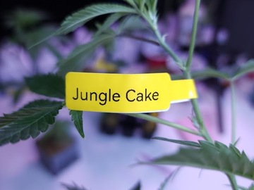Selling: Jungle Cake (Seed Junky Genetics | Free Shipping!)