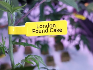 Venta: London Pound Cake #75 (Cookies Cut) | Free Shipping!)