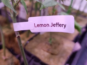 Selling: Lemon Jeffery AKA Jeffery (Ire Genetics | Free Shipping!)