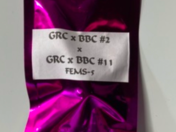 Selling: Square One Genetics-  GRC x BBC#2 x GRCx BBC#11