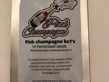 Vente: Conscious Genetics. Pink Champagne. Feminised pack of 10