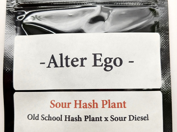Selling: Sour Hash Plant - Old School Hash Plant x Sour Diesel