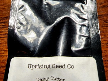 Selling: Daisy Cutter (MAC 1 Cap's cut x Dosidos F2)