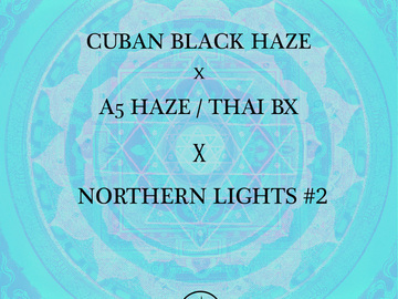 Sell: Cuban Black Haze x A5 Haze/Thai BX X Northern Lights #2