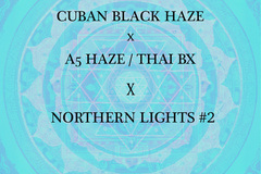 Venta: Cuban Black Haze x A5 Haze/Thai BX X Northern Lights #2