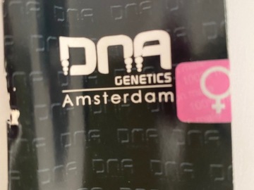 Selling: D.N.A Genetics. Sharksbreath. Feminised pack of 6