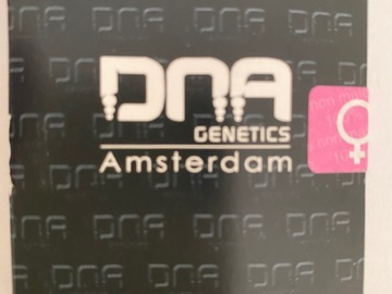 Selling: D.N.A Genetics. Cataract Kush. Feminised pack of 6