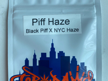 Selling: Top Dawg Seeds – Piff Haze (Black Piff X NYC Haze)