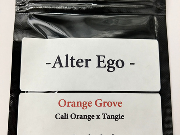 Selling: Orange Grove - Cali Orange x Tangie