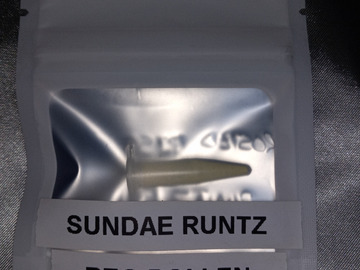 Selling: Sundae Runtz (Reg Pollen) (Frosted Biscotti x Runtz Bx)