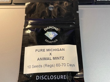 Selling: Diamond Genetics Pure Michigan x Animal Mintz 10 Reg Seeds