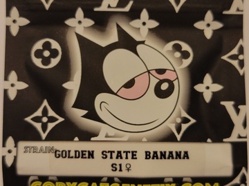 Vente: Golden State Banana S1 Copycat Genetix Clone Only FEMS