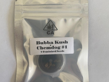 Selling: CSI Humboldt - Bubba Kush x Chemdog #1 (CROPTOBER SALE)