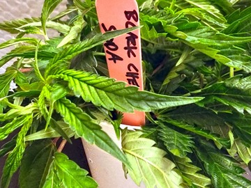 Sell: Black Cherry Soda Rooted Clones - The Legendary Cut