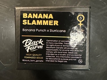 Sell: Black Farm Genetix - Banana Slammer - (BP x Slurricane)