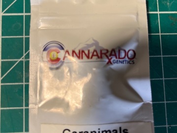 Sell: Garanimals-Cannarado Genetics