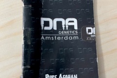 Sell: DNA Genetics - Pure Afghan