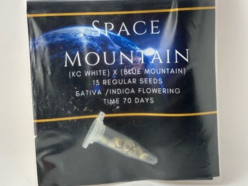 Sell: Space mountain (KC White X Blue Mountain)Sunny valley seeds