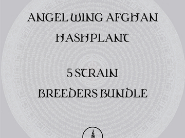 Venta: Angel Wing Afghan Breeders Bundle - Growers Selection - 75+ Seeds