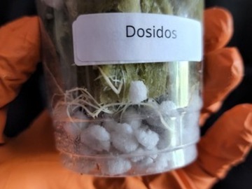 Sell: DOSIDOS #18 (Archive Cut | Free Shipping!)