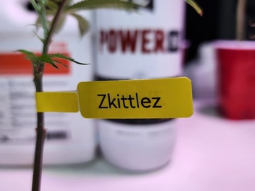 Venta: ZkittleZ (3rd Gen/Terp HogZ Cup Winning Original Cut)
