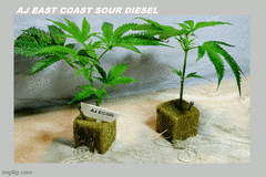 Sell: AJ's Sour Diesel aka ECSD (Chem D x MA Super Skunk) - PCG Cut