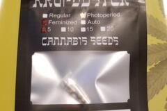 Sell: Spin Ghar x Peanut Butter Breath R1 (feminized) - 5 seeds