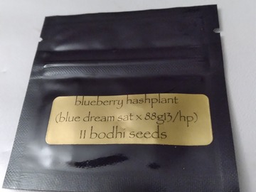 Sell: Blueberry hashplant  bodhi seeds