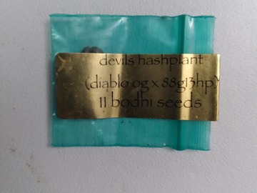 Vente: Devils hashplant  bodhi seeds