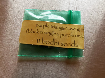 Vente: Purple Triangle  - Bodhi Seeds +  Freebie + $0 Shipping!