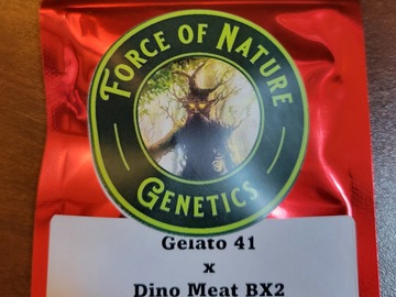 Venta: Gelato 41 x Dino Meat BX2 - 20 Photo Regs