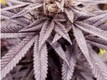 Vente: Purple Punch 2.0 - F3 - 10 seeds - LOW STOCK!
