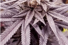 Sell: Purple Punch 2.0 - F3 - 10 seeds - LOW STOCK!