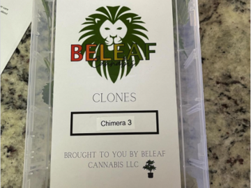 Sell: Chimera #3 -  BeLeaf Breeder cut 100% Authentic