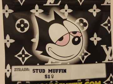 Venta: Stud Muffin S1 Copycat Genetix ORIGINAL FEMS