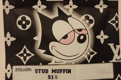 Sell: Stud Muffin S1 Copycat Genetix ORIGINAL FEMS