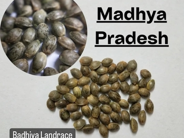 Venta: Madhya Pradesh | Badhiya Landrace | India C. Sativa